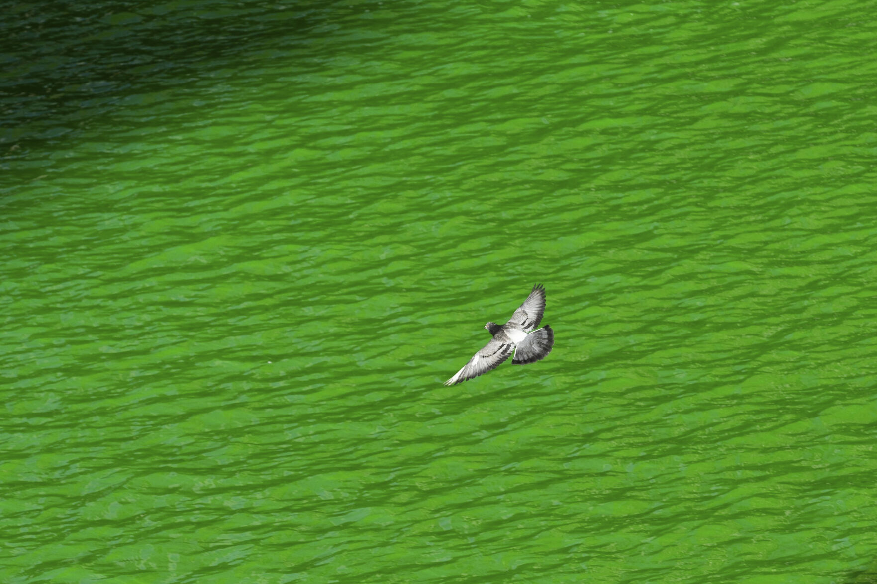 Virus Outbreak-Chicago River